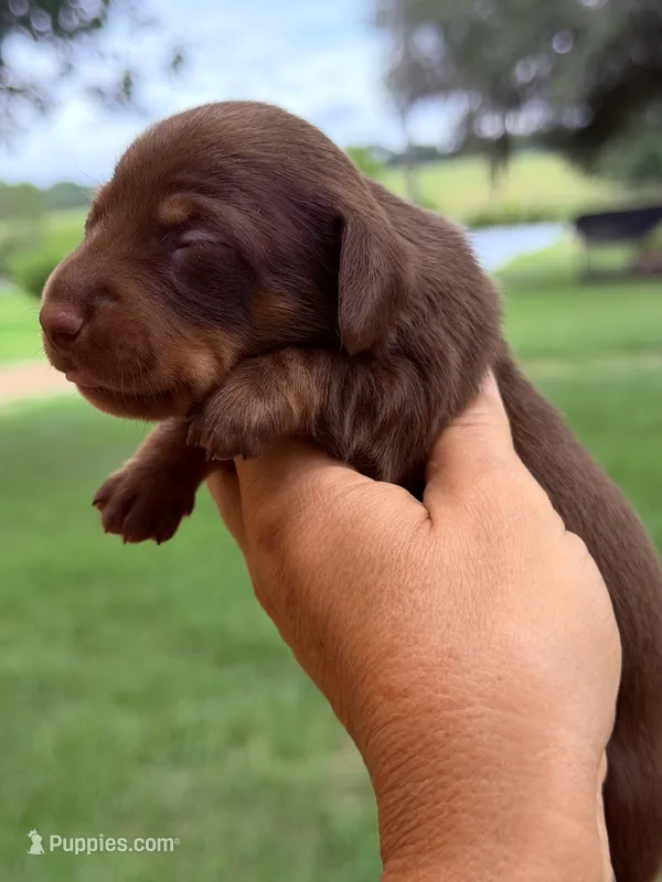 💕 – Miniature Dachshund puppy for sale in Collins, GA