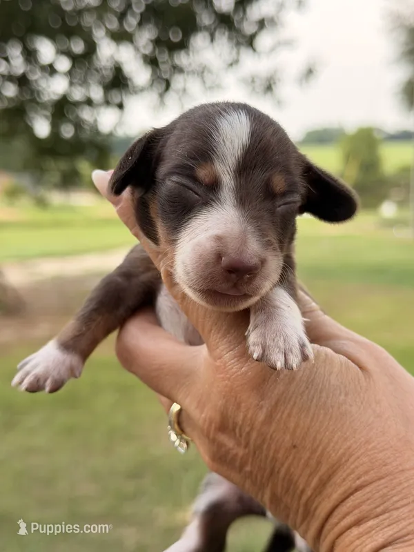 ROLO  – Miniature Dachshund puppy for sale in Collins, GA