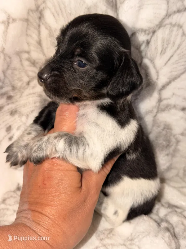 Jewel – Miniature Dachshund puppy for sale in Collins, GA