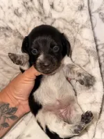 Jewel, a female Miniature Dachshund for sale in Collins, GA – Photo 3 of 3