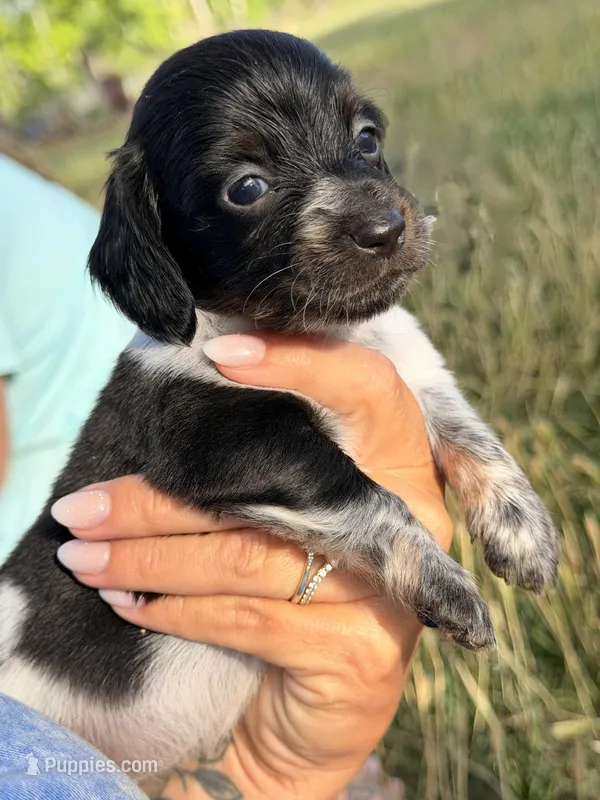 Jewel – Miniature Dachshund puppy for sale in Collins, GA