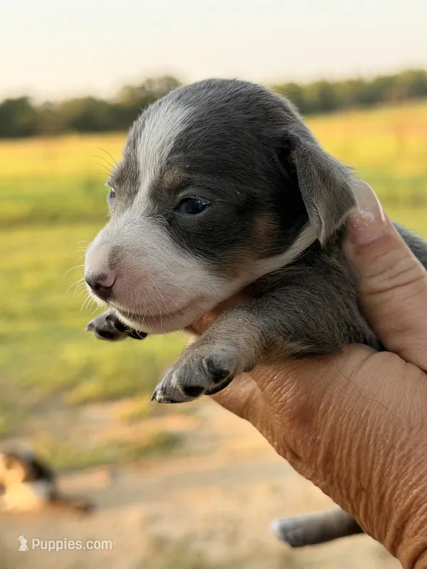 Blue Belle – Miniature Dachshund puppy for sale in Collins, GA