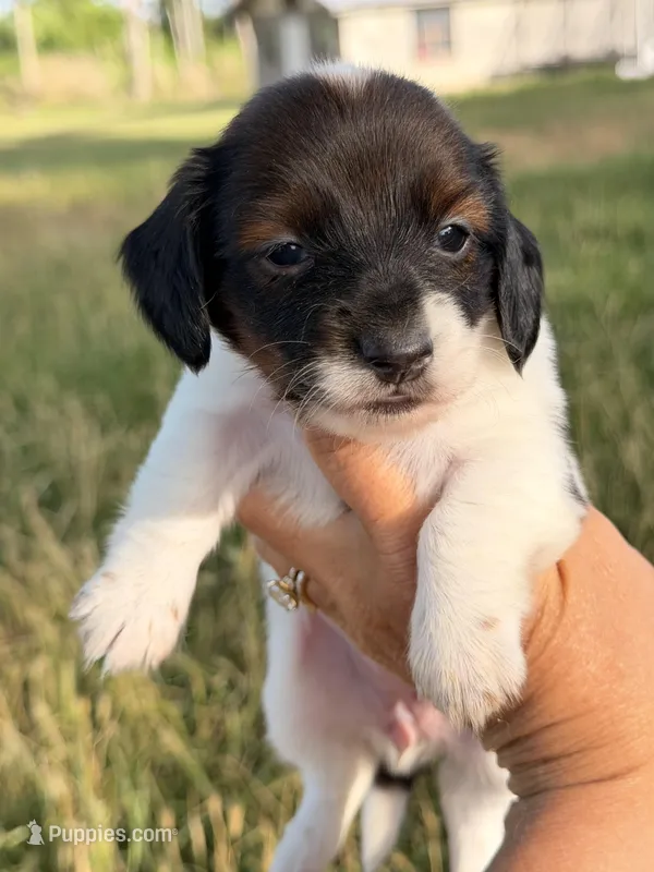 Ruby – Miniature Dachshund puppy for sale in Collins, GA
