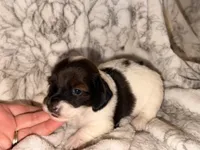 Ruby, a female Miniature Dachshund for sale in Collins, GA – Photo 2 of 3