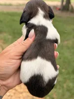 LH 💙, a male Miniature Dachshund for sale in Collins, GA – 2 of 3