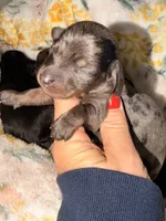 Dapple 1 , a male Miniature Dachshund for sale in Collins, GA – 1 of 4