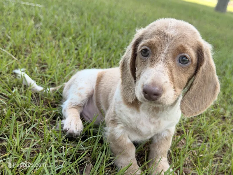 Mr Freckles’s – Miniature Dachshund puppy for sale in Collins, GA