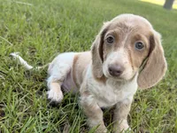 Mr Freckles’s, a male Miniature Dachshund for sale in Collins, GA – 1 of 6