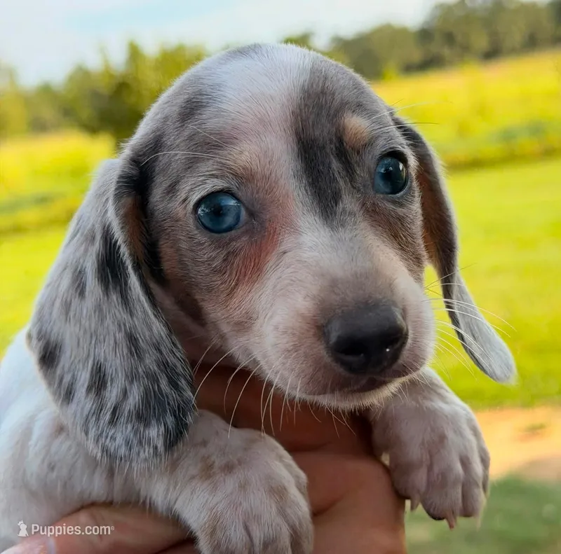 Ziggy  – Miniature Dachshund puppy for sale in Collins, GA