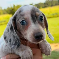 Ziggy , a male Miniature Dachshund for sale in Collins, GA – 1 of 7