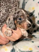 Otis , a male Miniature Dachshund for sale in Collins, GA – 6 of 6