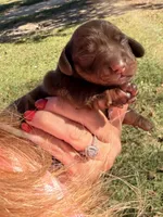 Dutchess, a female Miniature Dachshund for sale in Collins, GA – 3 of 4