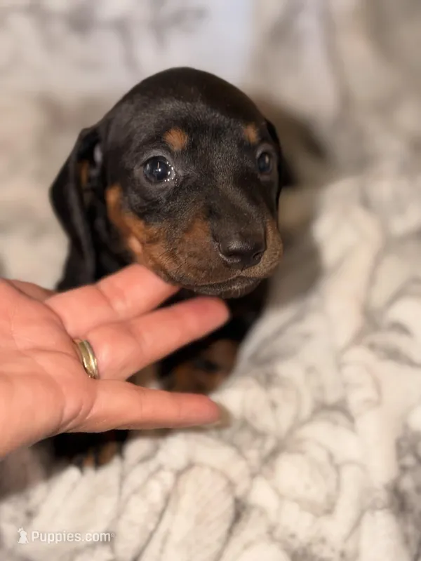 Male – Miniature Dachshund puppy for sale in Collins, GA