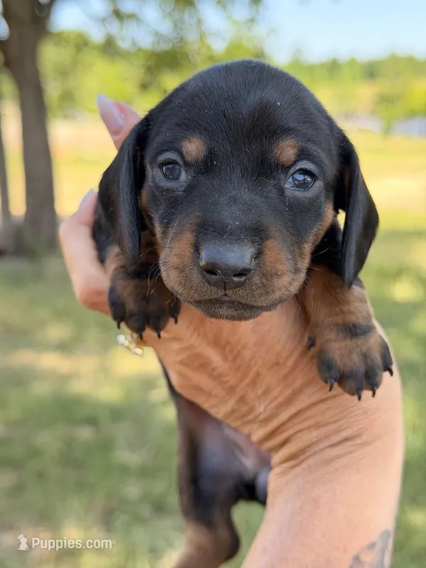 Male – Miniature Dachshund puppy for sale in Collins, GA