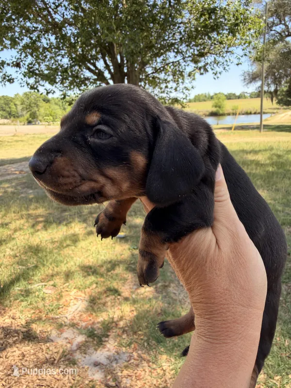 Male – Miniature Dachshund puppy for sale in Collins, GA