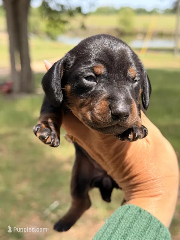 Male – Miniature Dachshund puppy for sale in Collins, GA