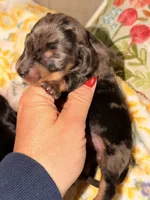 Sprinkles , a female Miniature Dachshund for sale in Collins, GA – 2 of 3