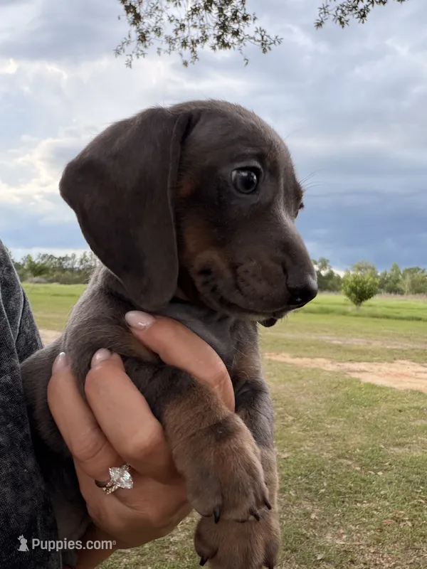 Blue male – Miniature Dachshund puppy for sale in Collins, GA