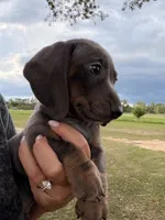 Blue male, a male Miniature Dachshund for sale in Collins, GA – 1 of 7