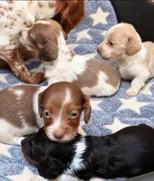 Dollie -LH, a female Miniature Dachshund for sale in Collins, GA – 3 of 4