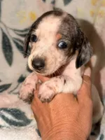 BOONE, a male Miniature Dachshund for sale in Collins, GA – 6 of 8