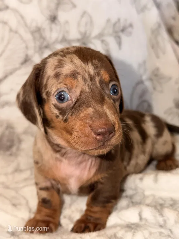 M1 – Miniature Dachshund puppy for sale in Collins, GA