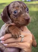 M1, a male Miniature Dachshund for sale in Collins, GA – 5 of 6
