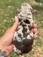 M1, a male Miniature Dachshund for sale in Collins, GA – Photo 2 of 2