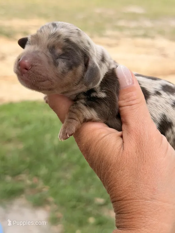 M1 – Miniature Dachshund puppy for sale in Collins, GA