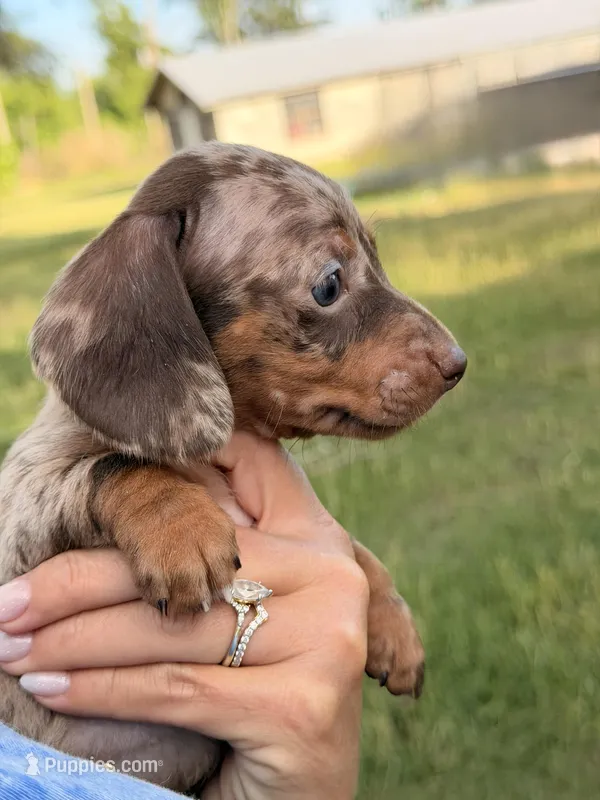 M1 – Miniature Dachshund puppy for sale in Collins, GA
