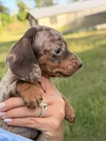 M1, a male Miniature Dachshund for sale in Collins, GA – 3 of 6