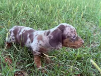 M1, a male Miniature Dachshund for sale in Collins, GA – 4 of 6