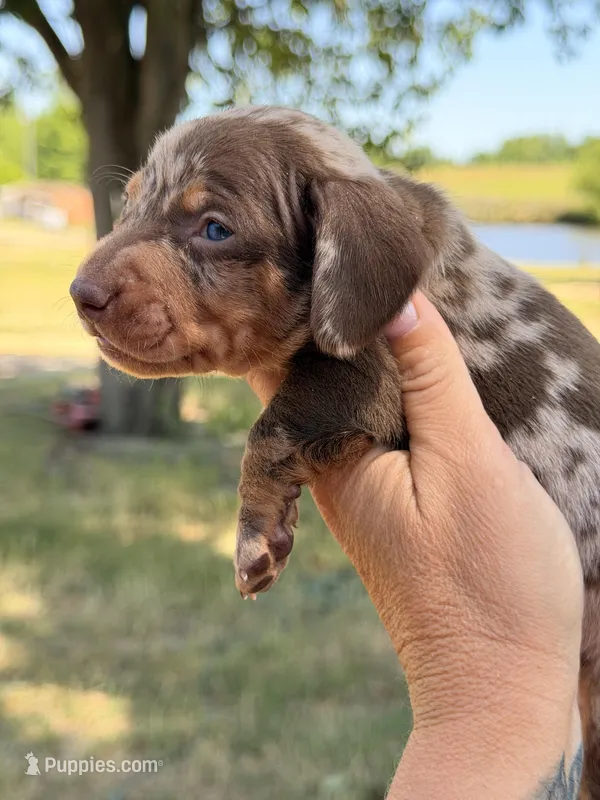 M1 – Miniature Dachshund puppy for sale in Collins, GA