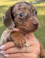 M1, a male Miniature Dachshund for sale in Collins, GA – 6 of 6