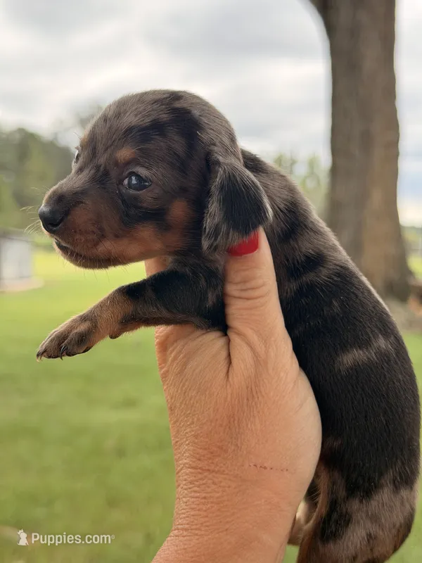 Sprinkles  – Miniature Dachshund puppy for sale in Collins, GA