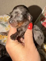 Dapple 2, a male Miniature Dachshund for sale in Collins, GA – 1 of 4