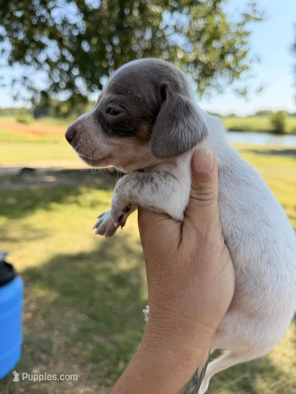 Cooper  – Miniature Dachshund puppy for sale in Collins, GA