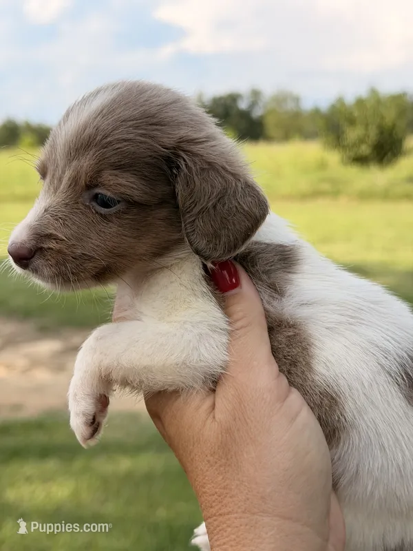 Jennie 💕 – Miniature Dachshund puppy on hold in Collins, GA