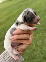 Otis , a male Miniature Dachshund for sale in Collins, GA – 3 of 3