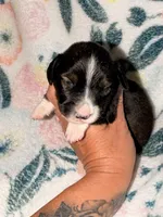 LH 💙, a male Miniature Dachshund for sale in Collins, GA – 4 of 4