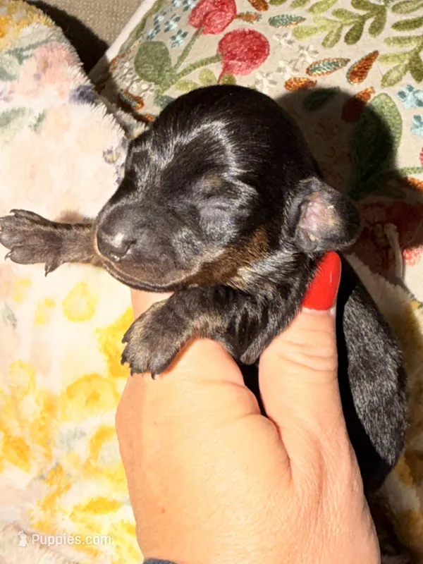 Beans – Miniature Dachshund puppy for sale in Collins, GA