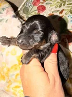 Beans, a male Miniature Dachshund for sale in Collins, GA – 1 of 2