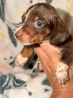 ROLO , a male Miniature Dachshund for sale in Collins, GA – 5 of 6