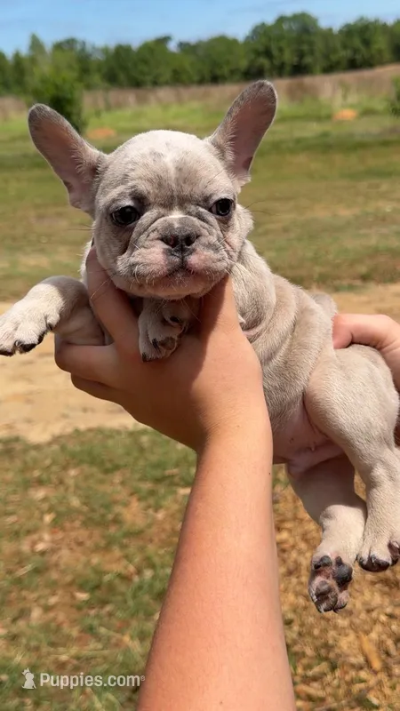 M1  – French Bulldog puppy for sale in Collins, GA