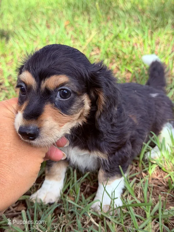 LH male – Miniature Dachshund puppy for sale in Collins, GA