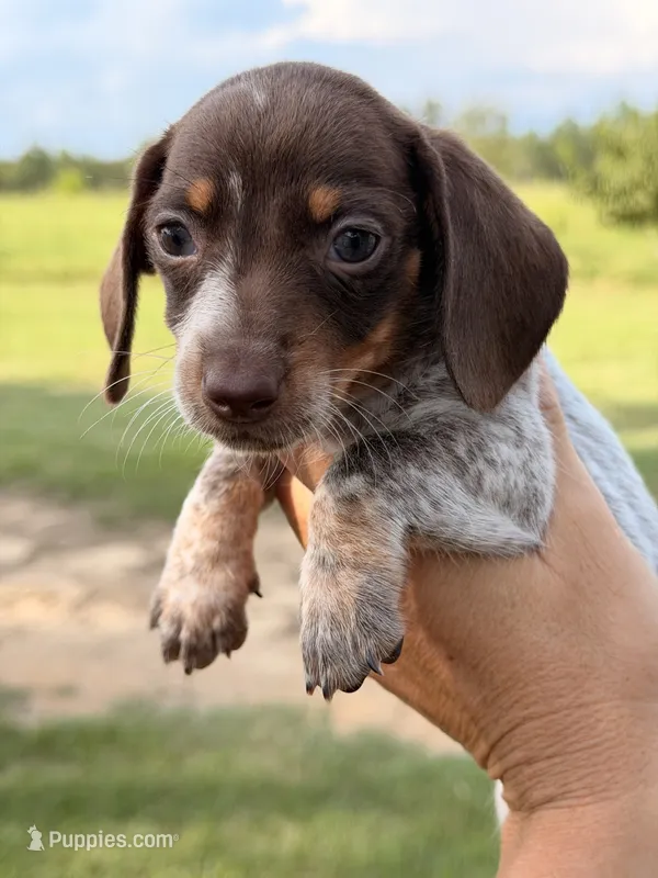 Pebbles – Miniature Dachshund puppy for sale in Collins, GA