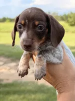 Pebbles, a female Miniature Dachshund for sale in Collins, GA – 3 of 8