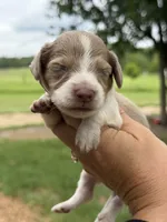LH 💙, a male Miniature Dachshund for sale in Collins, GA – 3 of 4