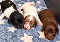 Elsie-Lh, a female Miniature Dachshund for sale in Collins, GA – 3 of 4