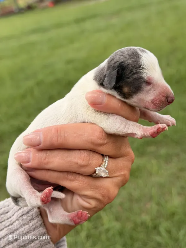 BOONE – Miniature Dachshund puppy for sale in Collins, GA